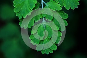 Ferns leaves green foliage tropical background. Rain forest