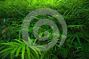 Ferns leaves green foliage tropical background. Rain forest