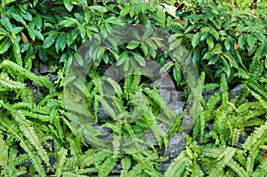 Ferns leaves green plant and stone in the garden, Rocks and plants texture background