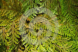 Ferns leaves pattern, nature background