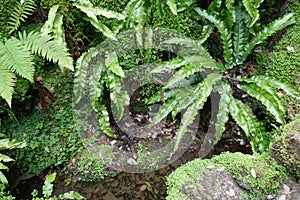 Ferns and liverworts plants in wet environment