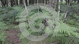 Ferns and lumps in Cannock chase forest,  UK