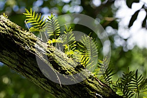 Ferns and moss on branch