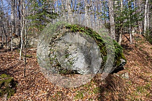 Ferns and moss growing on a large bolder