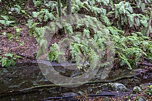 Ferns near a pond in forest at Garajonay park. La Gomera, Canary Islands.