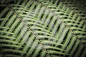 Ferns, New Zealand