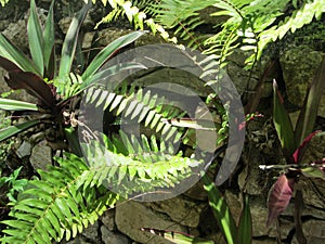 Ferns and other plants growing out of a stone wall