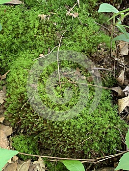 Ferns and other vegetation growing on a Tree