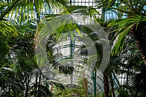 Ferns and palms in the interior of the impressive Winter Garden, part of the Royal Greenhouses at Laeken, Brussels, Belgium.