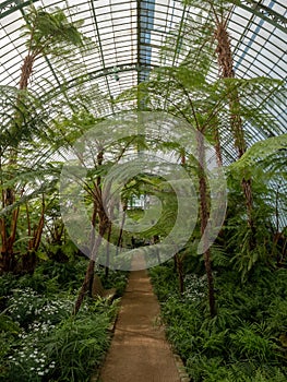 Ferns and palms in the interior of the impressive Winter Garden, part of the Royal Greenhouses at Laeken, Brussels, Belgium.