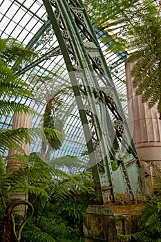 Ferns and palms in the interior of the impressive Winter Garden, part of the Royal Greenhouses at Laeken, Brussels, Belgium.