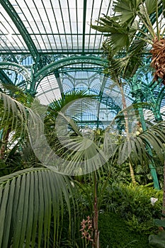 Ferns and palms in the interior of the impressive Winter Garden, part of the Royal Greenhouses at Laeken, Brussels, Belgium.