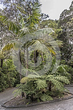 Ferns and palms in lush rain forest, Pauanui, New Zealand