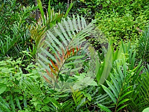 Ferns and palms at mangrove rainforest, Borneo, Malaysia