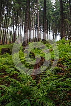 Ferns and pine trees in a tall old and wild European forest