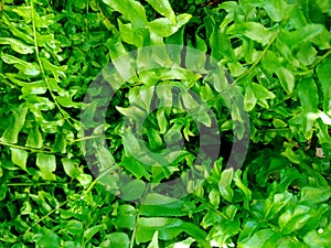 Ferns plants and leaves fresh green foliage natural floral fern background.