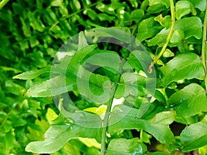 Ferns plants and leaves fresh green foliage natural floral fern background.