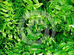 Ferns plants and leaves fresh green foliage natural floral fern background