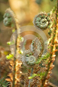 Ferns Polypodiopsida Cronquist 1