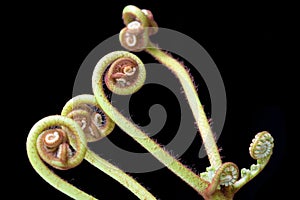 Ferns (Pteridophyte)