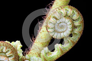 Ferns (Pteridophyte)