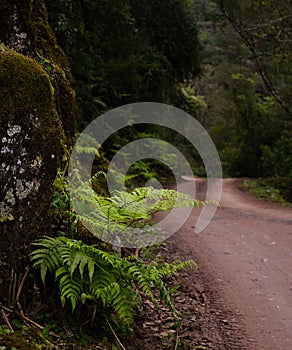 Ferns on the road of Yungas