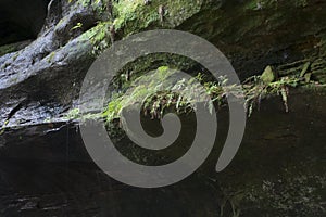 Ferns on rock ledge