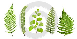 Ferns set