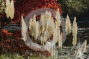Ferns at Sheffield Park Gardens