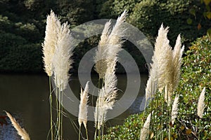 Ferns at Sheffield Park Gardens