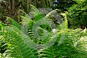 Ferns in the sun