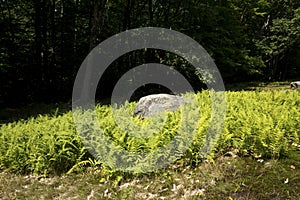 Ferns surrounding a boulder at John Hay National Wildlife Refuge