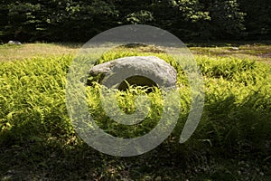 Ferns surrounding a boulder at John Hay National Wildlife Refuge