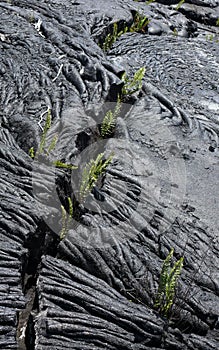 Ferns taking over lava flow photo