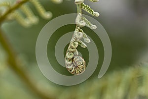 Closeup of the sprouts of a fern photo