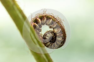 Closeup of the sprouts of a fern photo