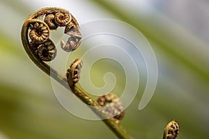 Closeup of the sprouts of a fern photo