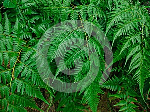 Ferns thrive on the outskirts of the forest