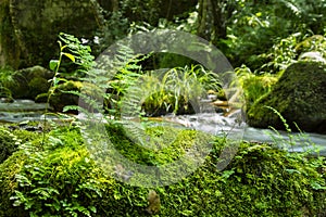 Ferns on topo of a rock with green moss and forest and stream in the background