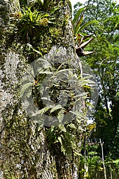 Ferns on tree trunk in Teresopolis