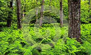 Ferns and trees in a lush forest in Shenandoah National Park