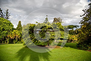 Ferns and trees on a mountain side in Victoria`s Yarra Valley and the Dandenong Ranges