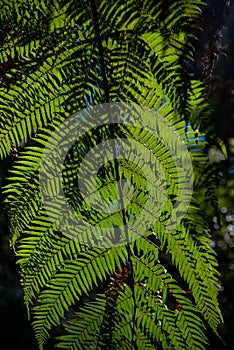 Ferns and trees on a mountain side in Victoria`s Yarra Valley and the Dandenong Ranges