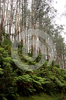Ferns and trees on a mountain side in Victoria`s Yarra Valley and the Dandenong Ranges photo