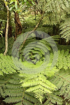 Ferns in tropical rainforest