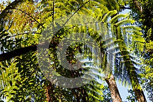 ferns with a trunk tree ferns