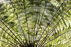 ferns with a trunk tree ferns