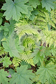 Ferns and underbrush