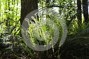 Ferns unfurling in a forest