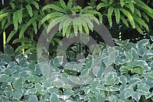 Ferns And Varigated Green Foliage In Shady Garde photo